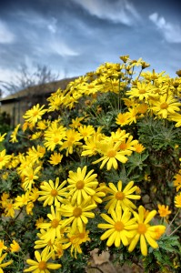 Yellow Flowers